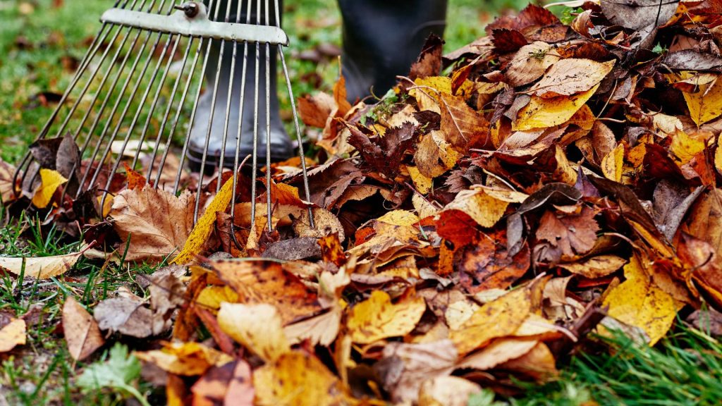 Fall Cleanup